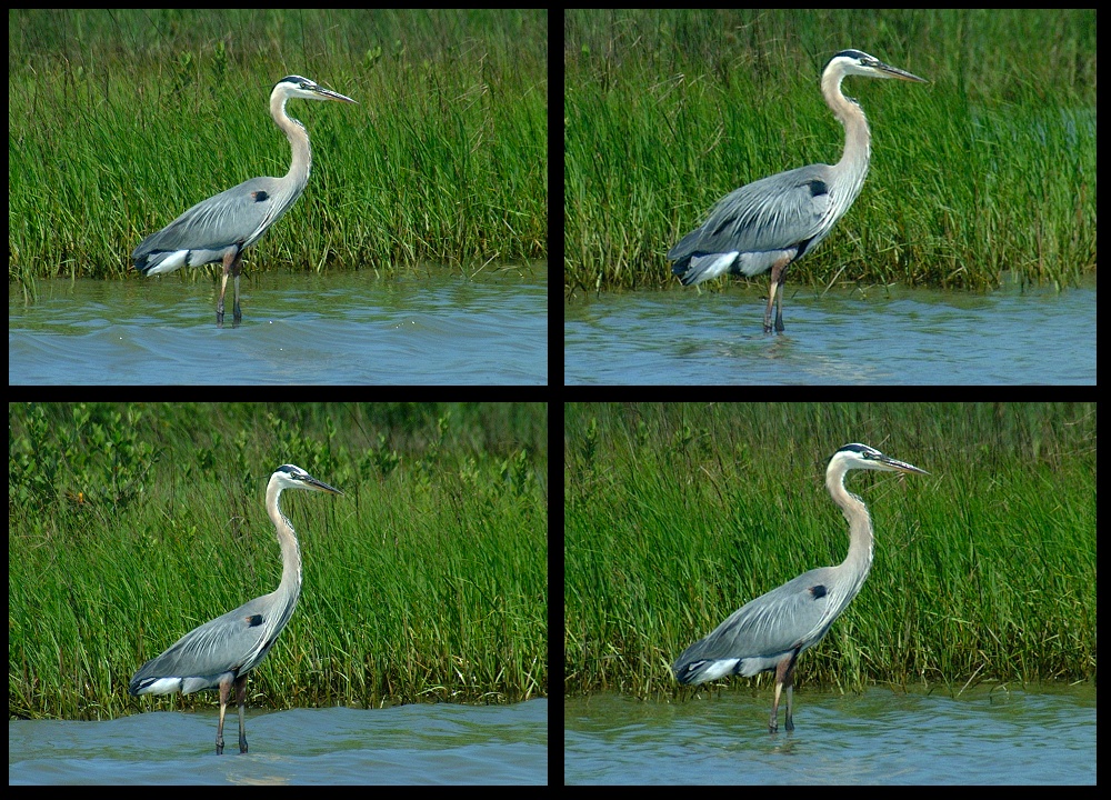 (12) blue heron montage.jpg   (1000x720)   423 Kb                                    Click to display next picture